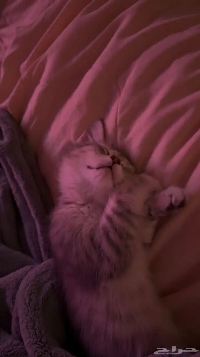 قطه صغيره للبيع 2