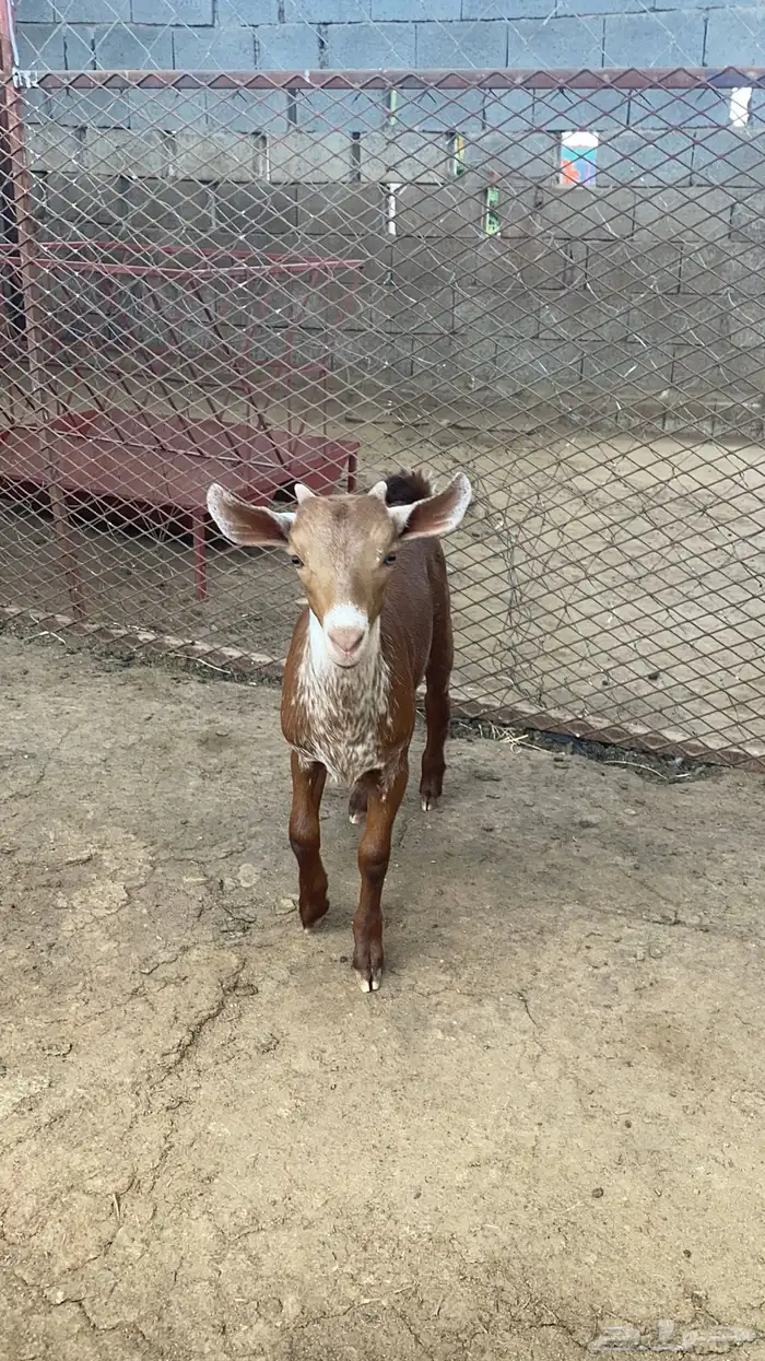 مشروع فحل اوشح ادغس 2