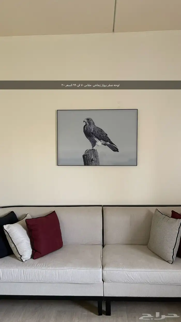 لوحات صقر صور صقر 1