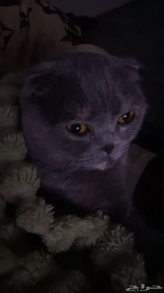 قطه سكوتش فولد للبيع 3