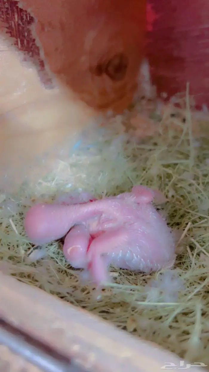 زوج روز البينو مع فرخين 0