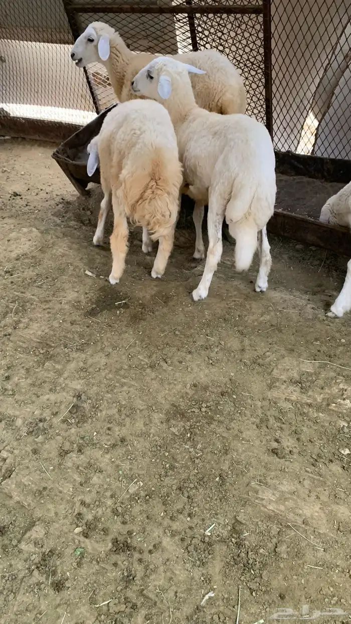 طليان جوايد 1