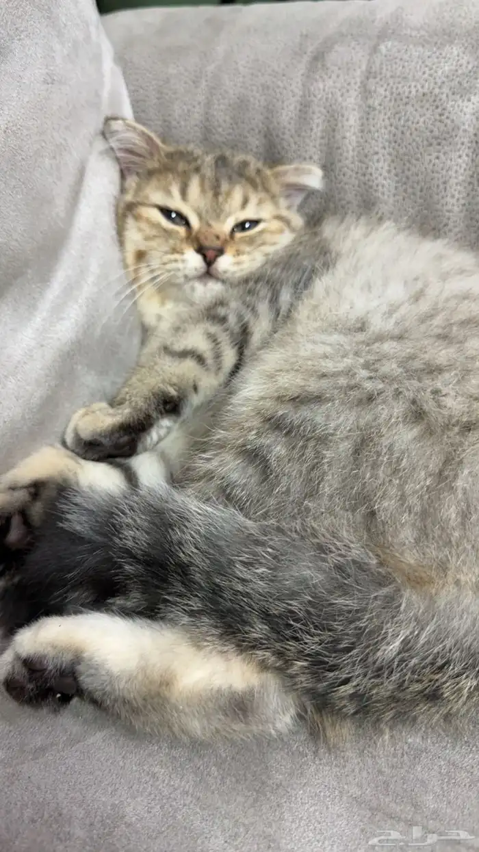 كيتن سكوتش فولد للبيع 8