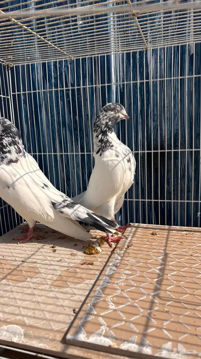 للبيع طبات تيدي جونسرة كوبرا فواخر 0