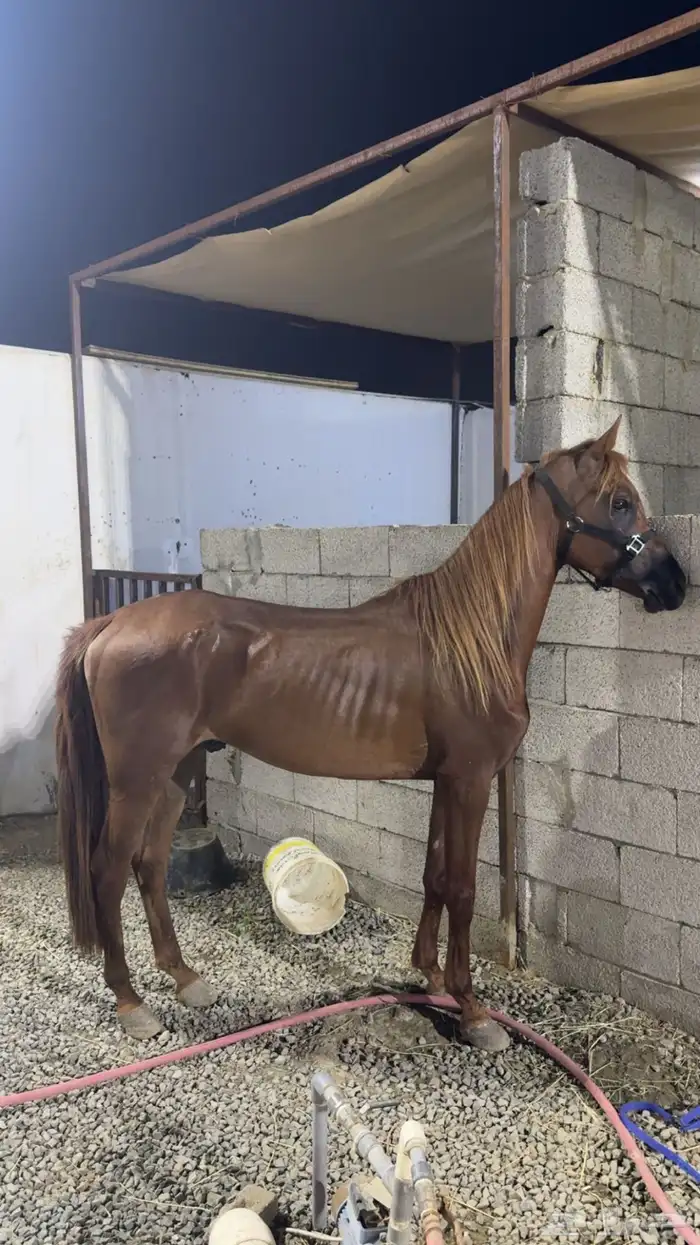 حصان ورق نسب قوي بسعر مناسب 0