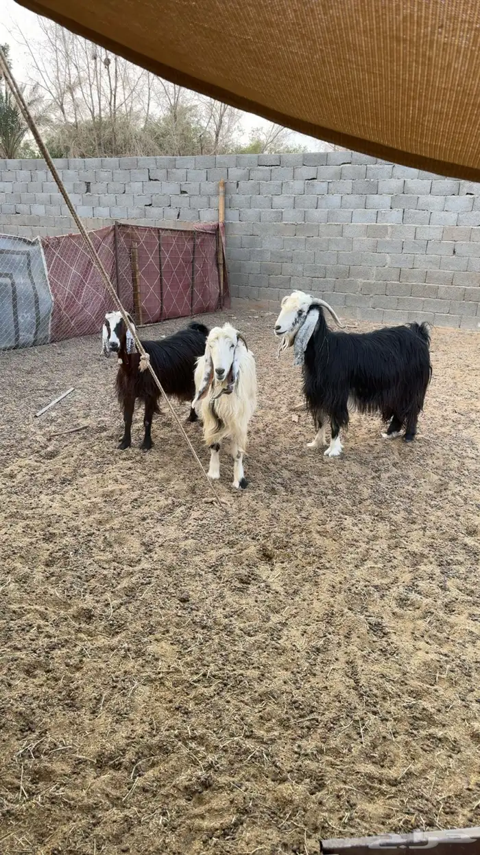 معزى دفيع فحص سونار 0