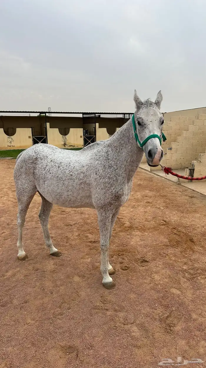 فرس صفراء شيخه 1