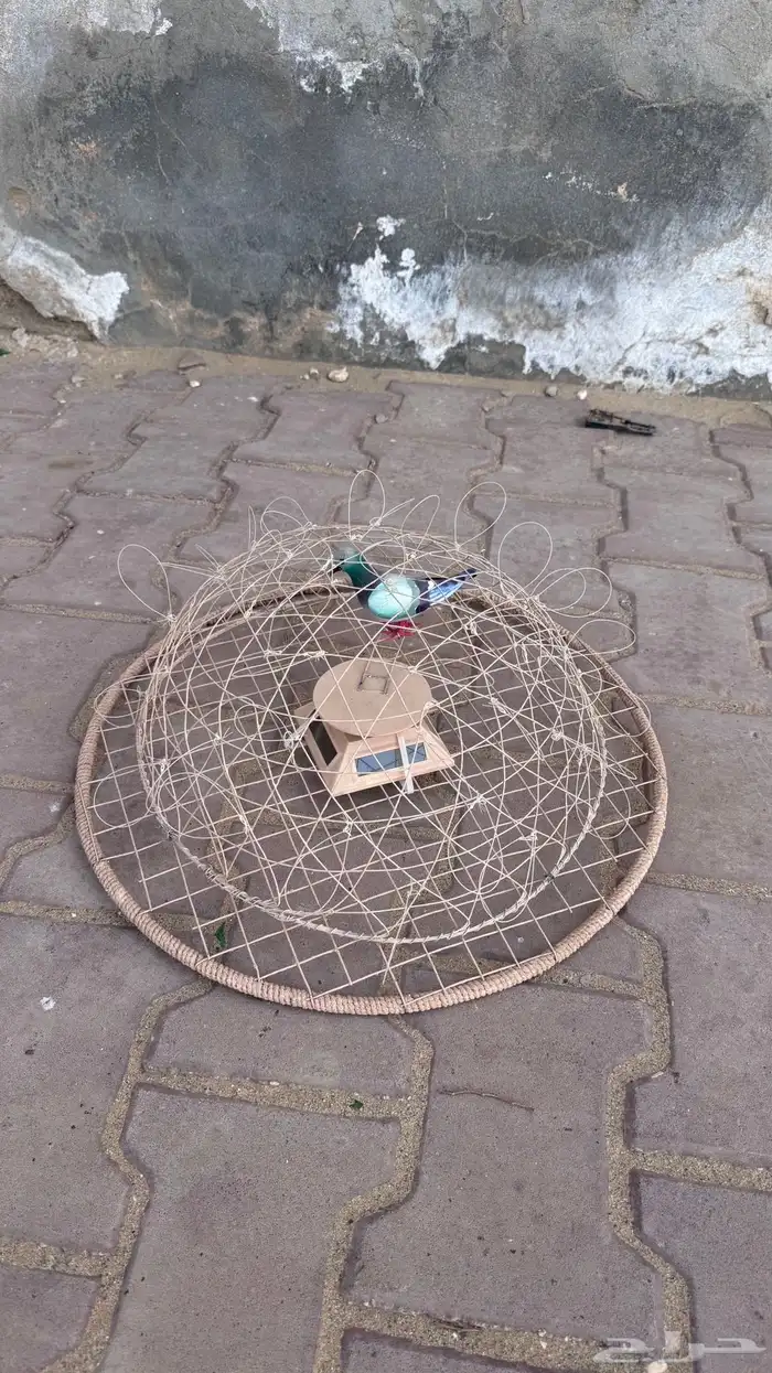 قرشعه على الطاقه الشمسيه 1