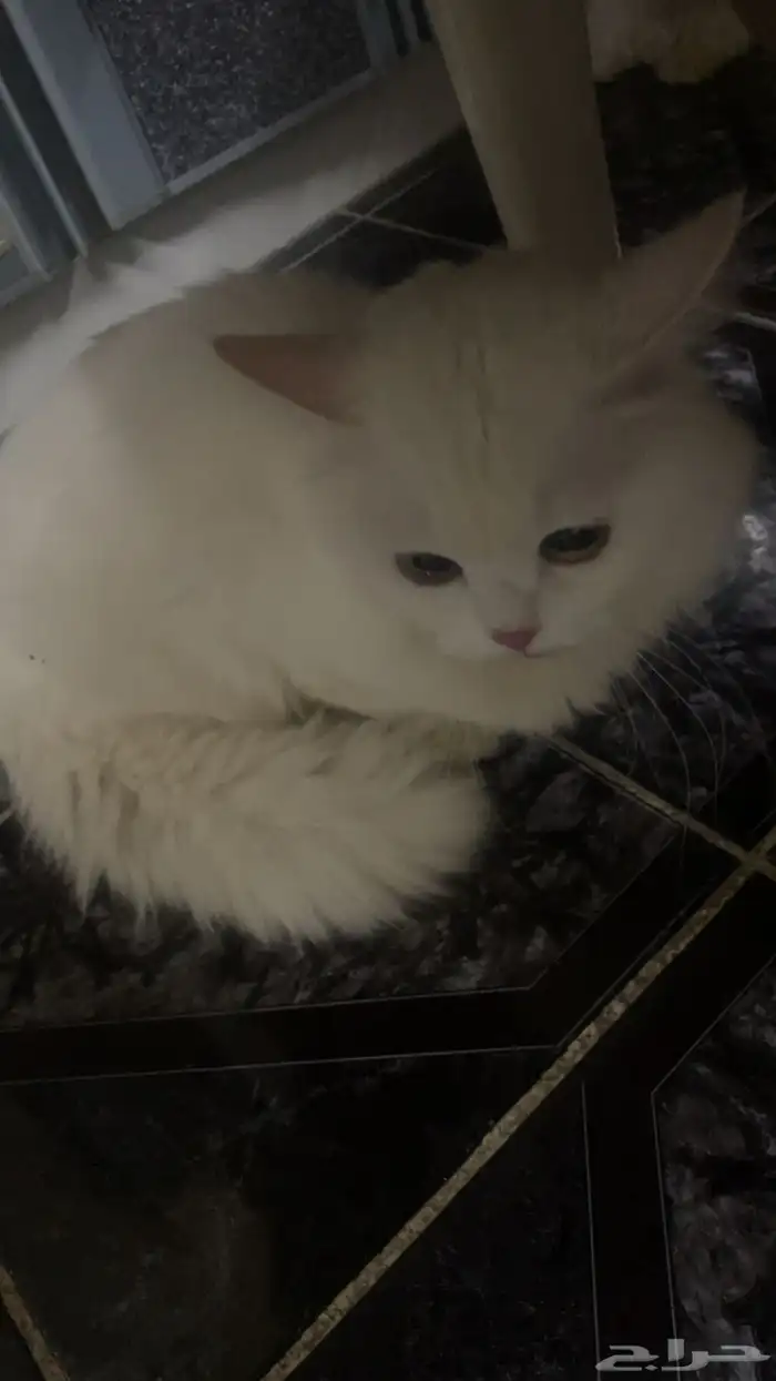 قط للتبني صحته سليمه 0