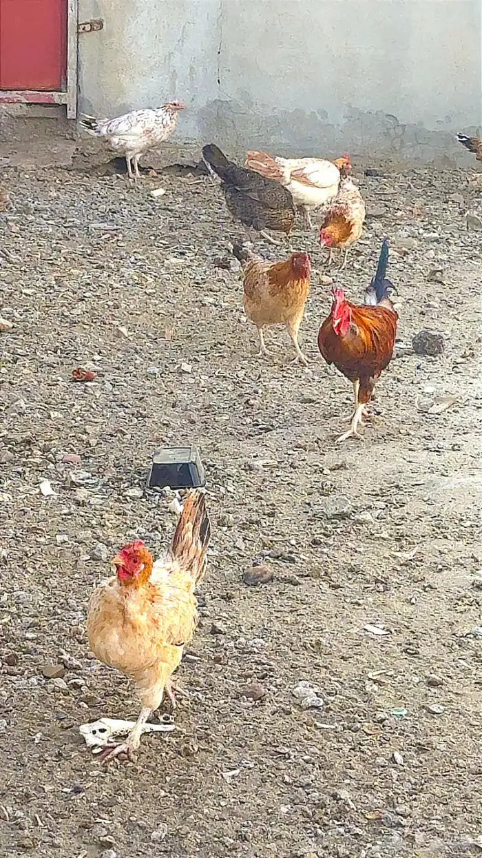 دجاج بلدي حضان 3