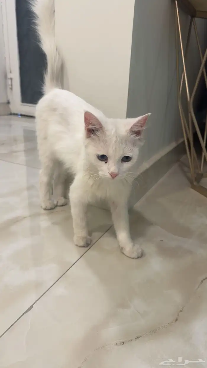 تبني قط ذكر شيرازي عمره 6 شهور 1