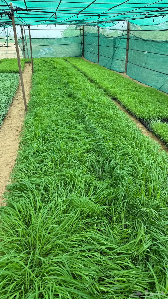 شتلات طماطم عرين و بونكام هجين 1