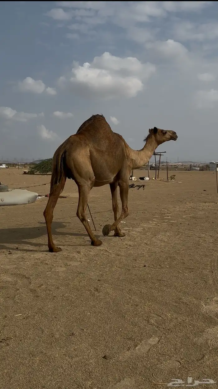 ملاقي طيبه ومشروطه 2