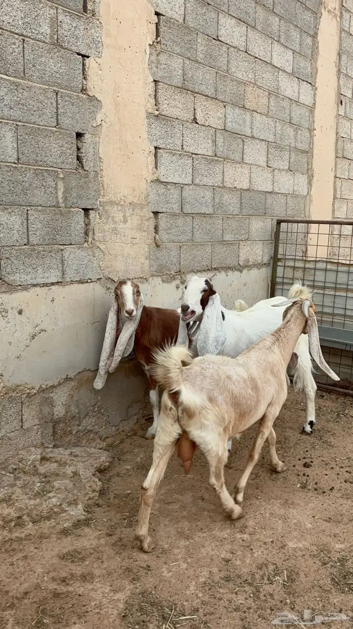 معزاء مشاريك 3