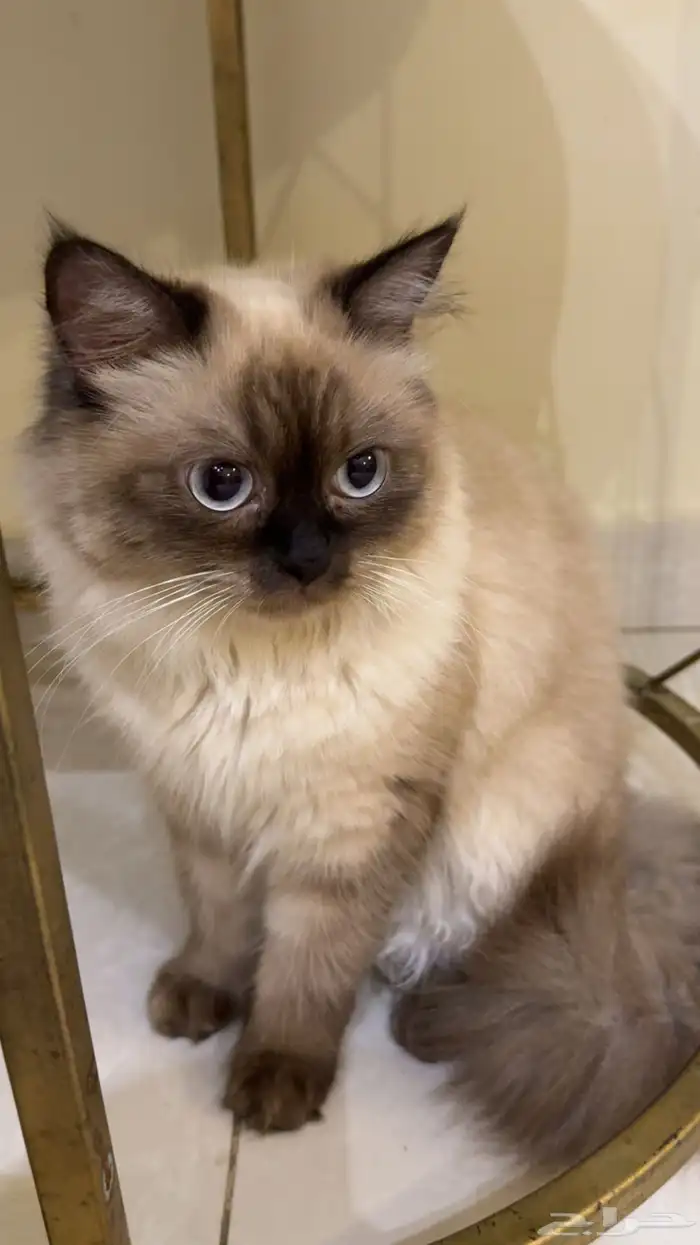 قطه هملايا 0