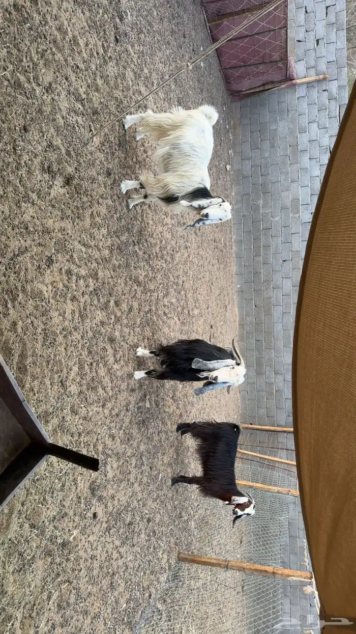 معزى دفيع فحص سونار 1