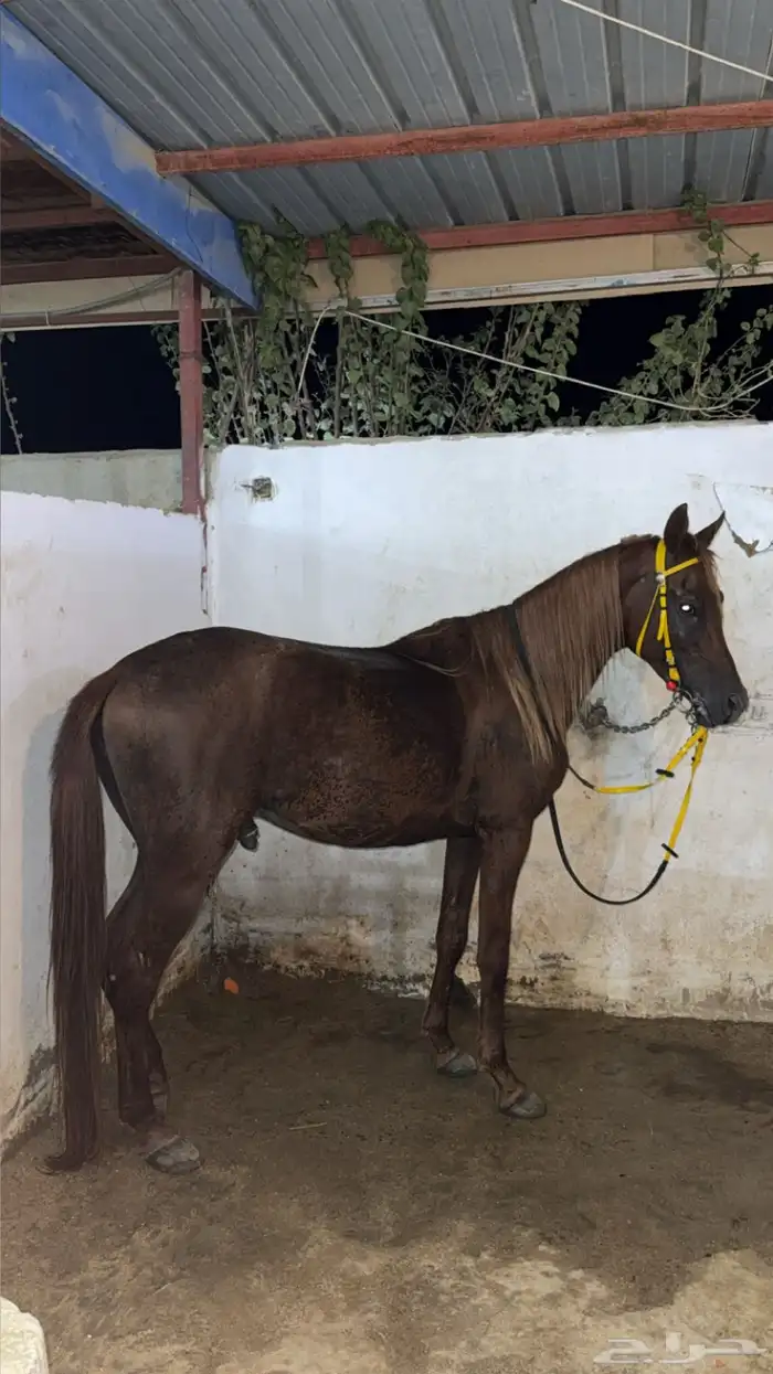 حصان ورق نسب قوي بسعر مناسب 5