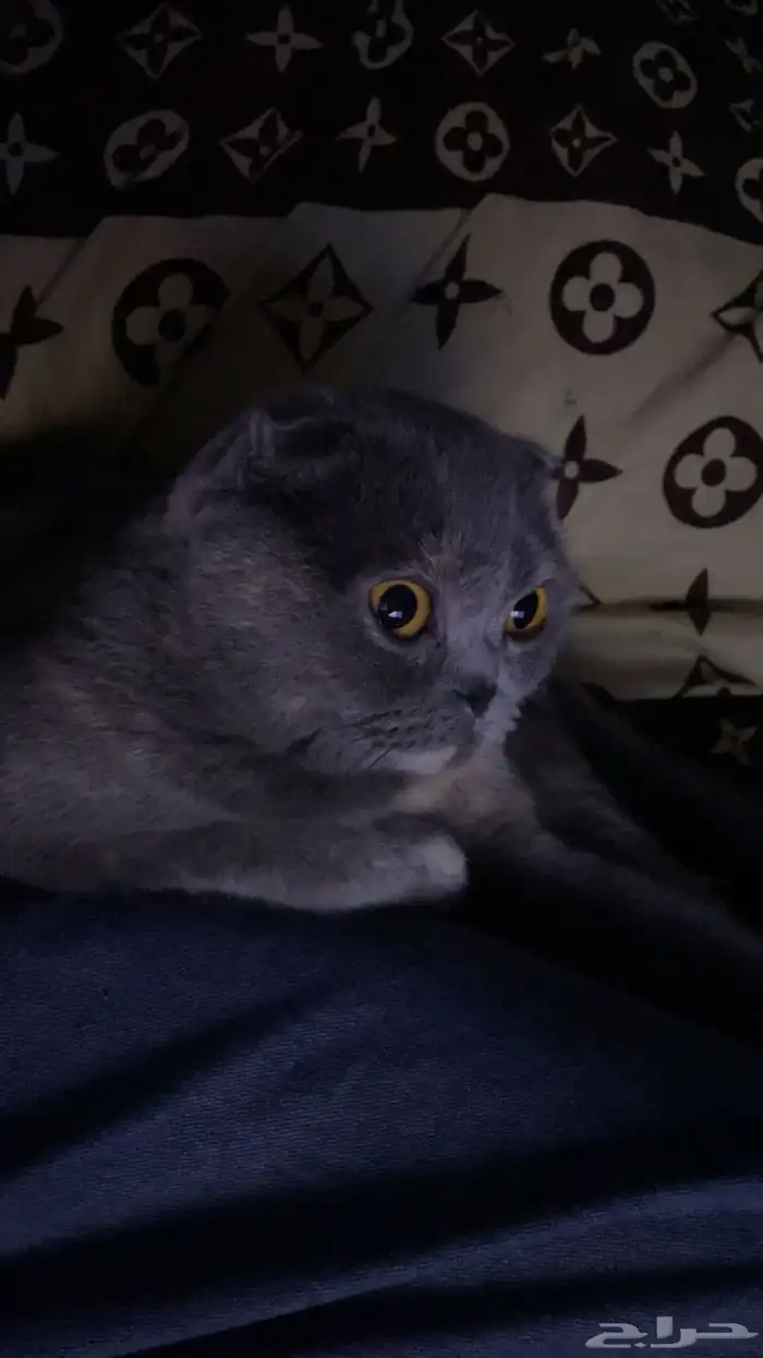 قطه سكوتش فولد للبيع 2