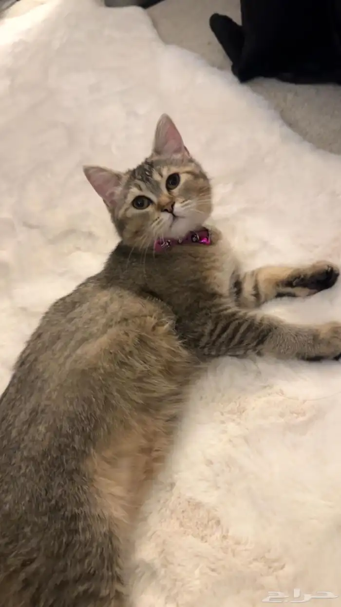 قطط تبني ذكر وانثى 1