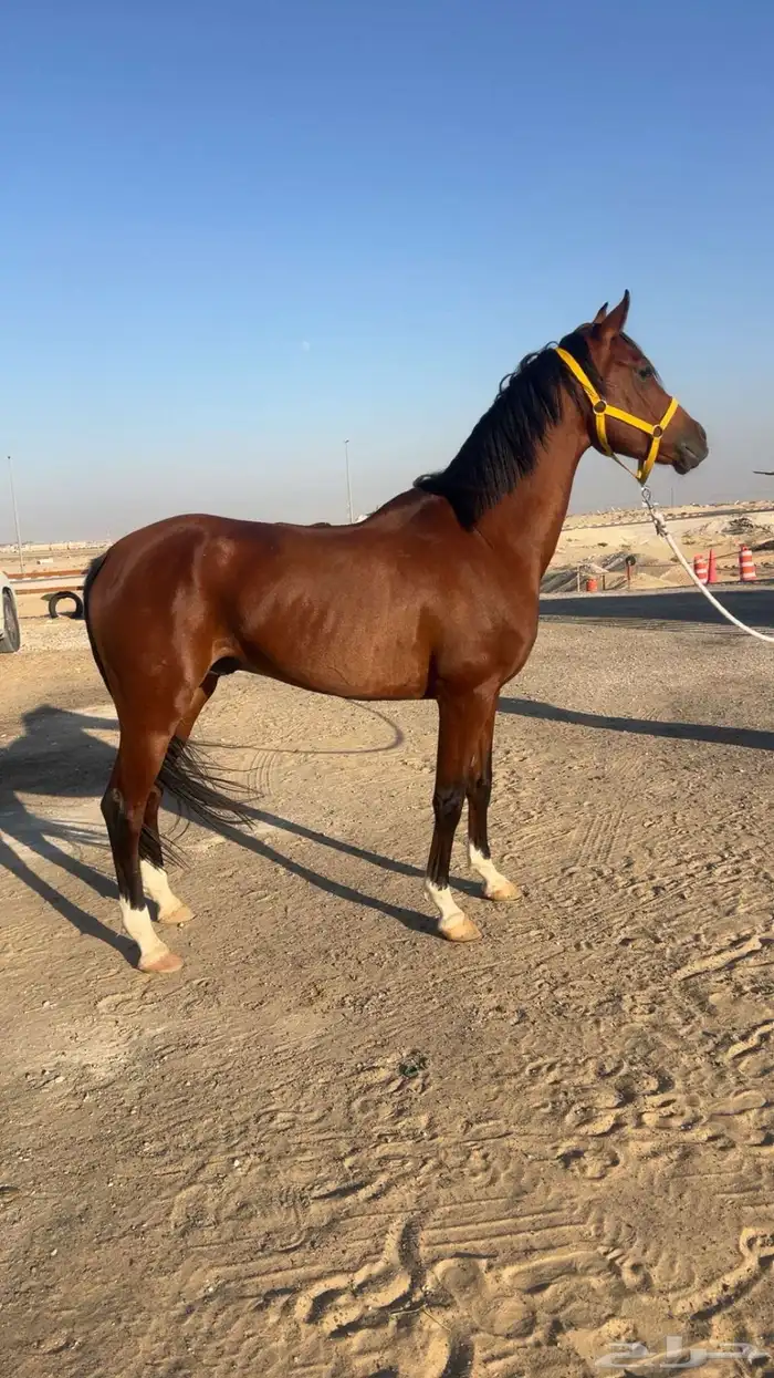 حصان شعبي كفو 0