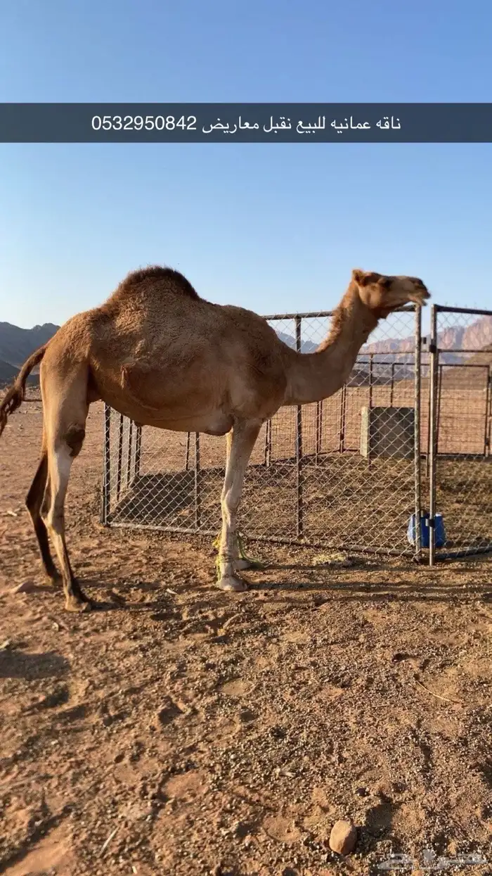 ناقه عومنيه 0