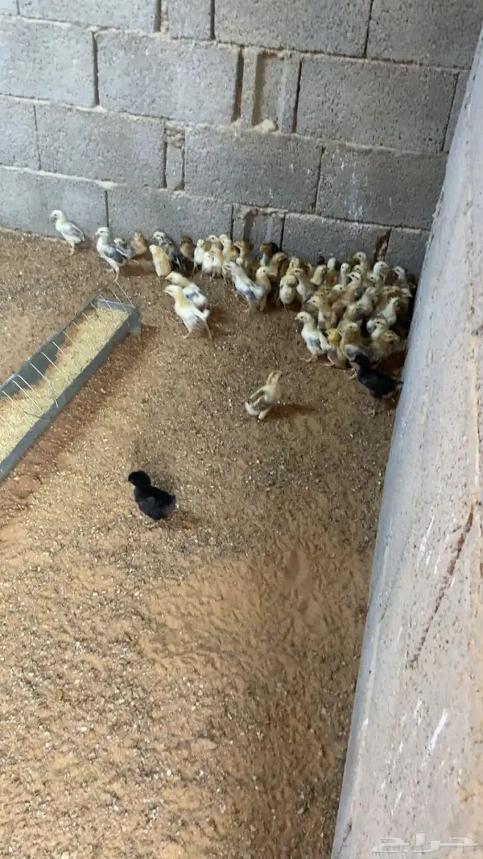 صوص دجاج بلدي 4