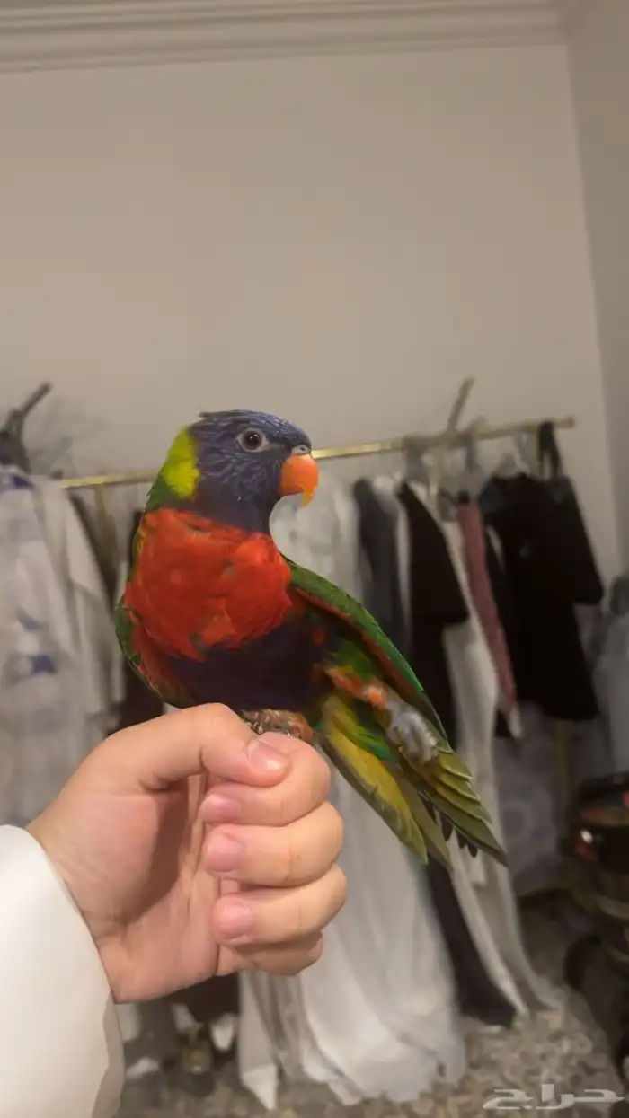 لوري اليف ومتكلم 0