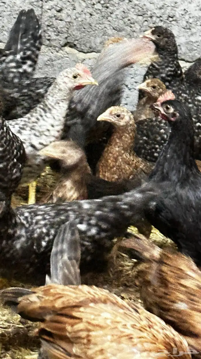 دجاج بلدي للبيع 0