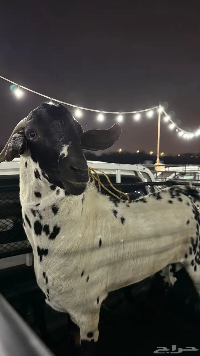 تيس بيشي امرخ 1