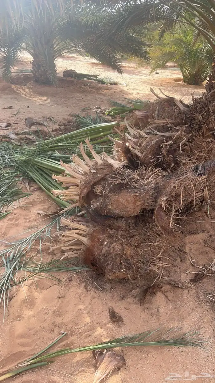 نخل للبيع نخيل للبيع   العلا - المدينة المنورة 0