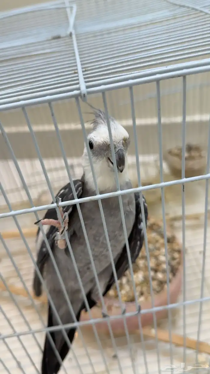 طيور كروان للبيع 4