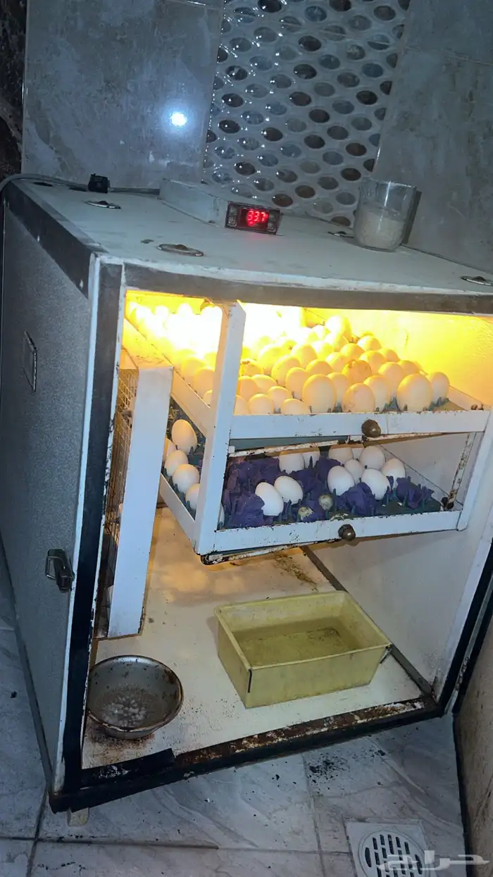 للبيع فقاسة اتوماتيك 0