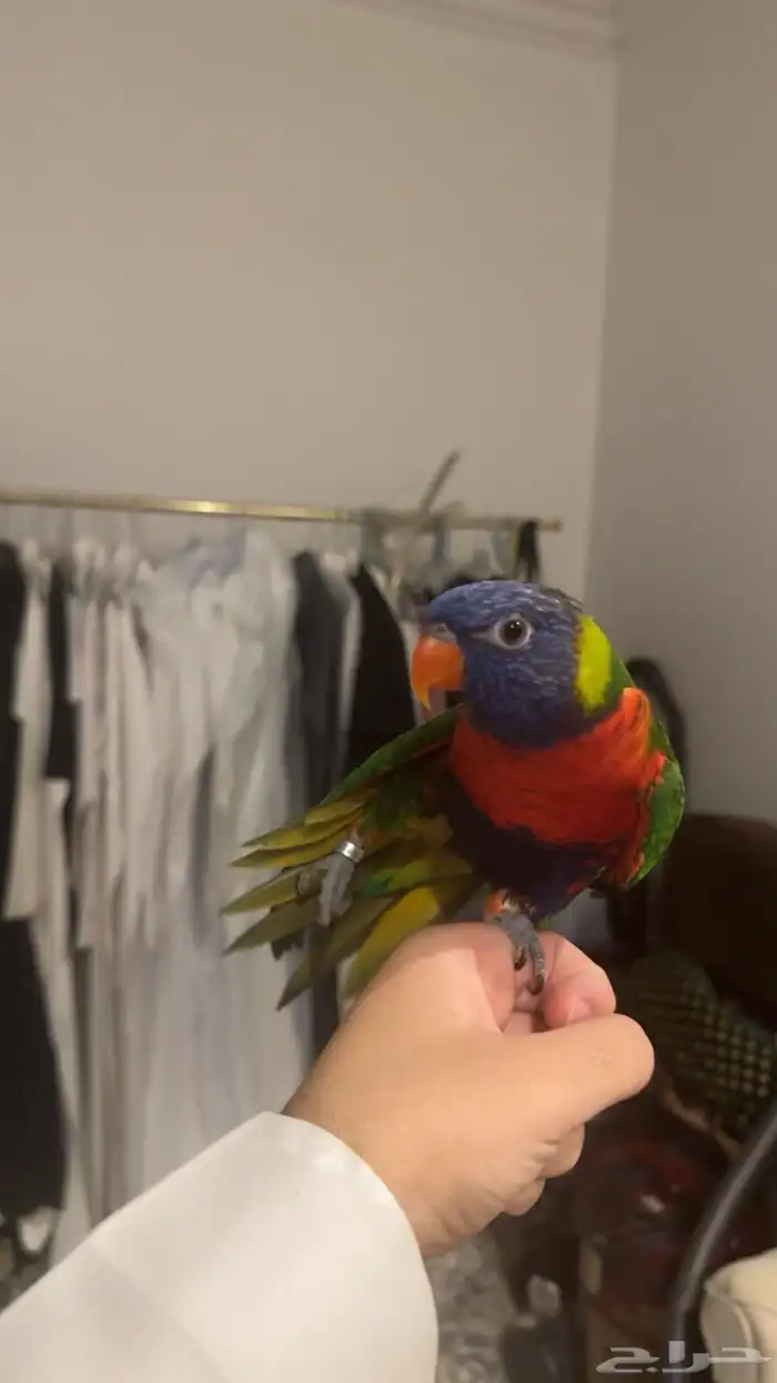 لوري اليف ومتكلم 2