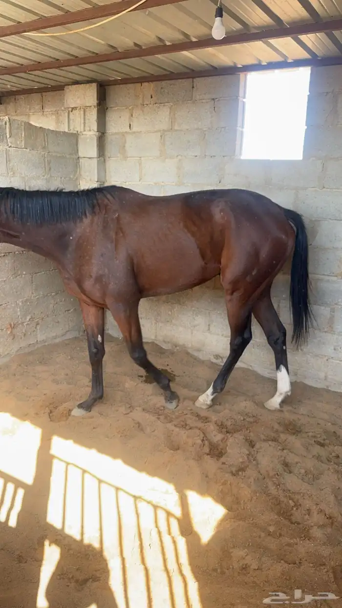 حصان انقليزي سبوق ماخذ الثاني بسباق عفيف معه جواز سفر 0