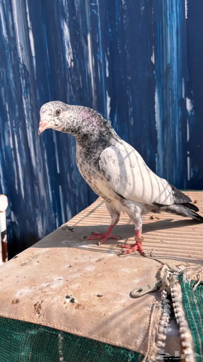 للبيع طبات تيدي جونسرة كوبرا فواخر 3