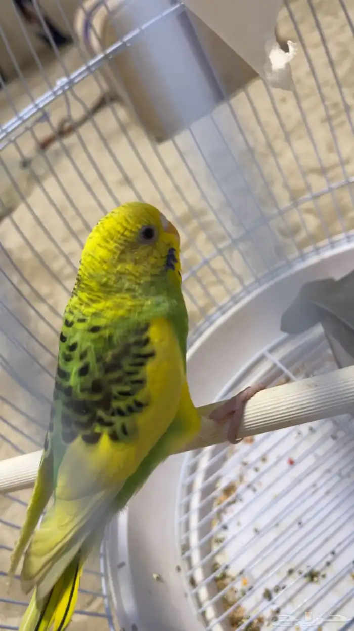 طيور الحب ذكر وانثى مع القفص 3