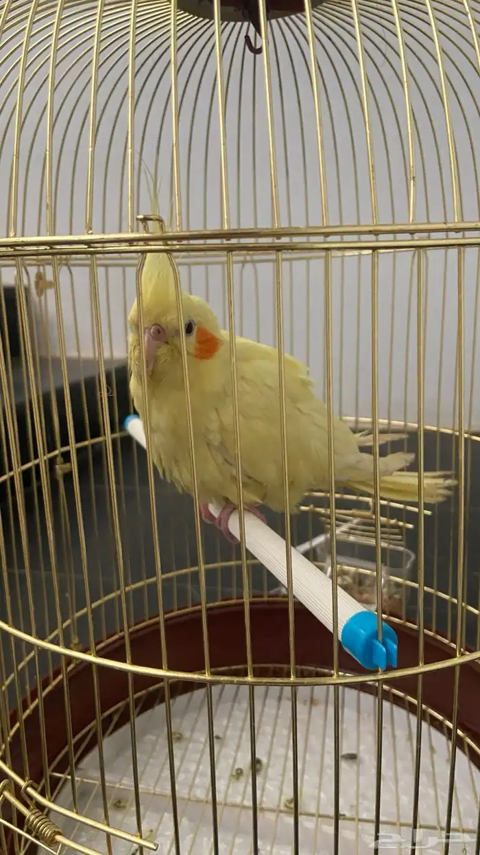 طير كروان صحته جيده 0