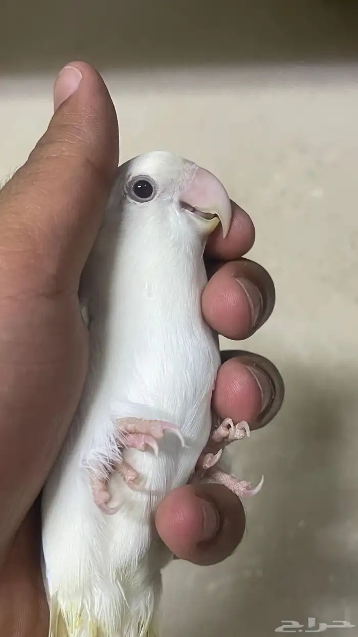 فرده روز البينو عيون حمراء اليف ماتعض 3