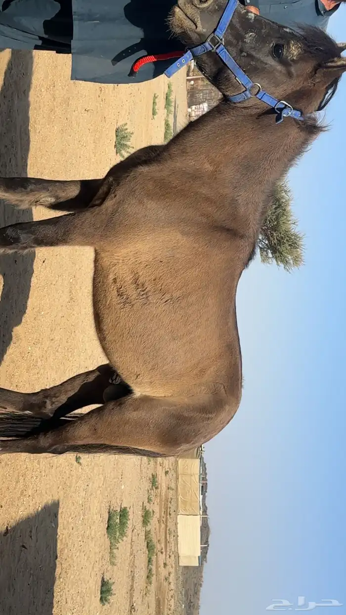 بوني هادي جدآ 0