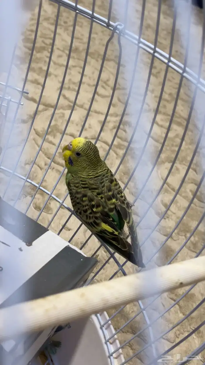 طيور الحب ذكر وانثى مع القفص 2