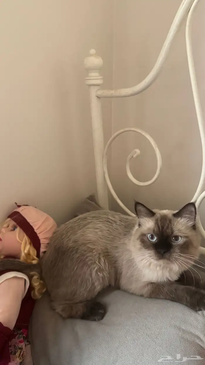 قط تبيني يجنن 0