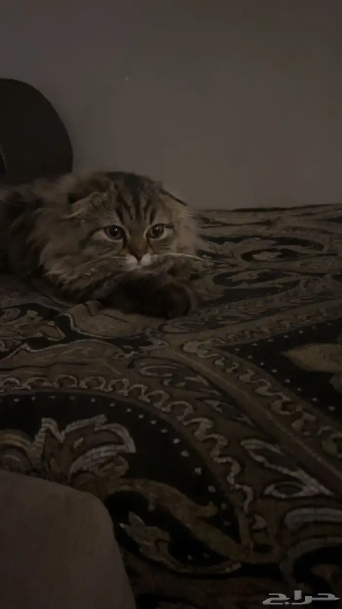 قطة هجين سكوتش فولد مع شيرازي للبيع ب 300 1