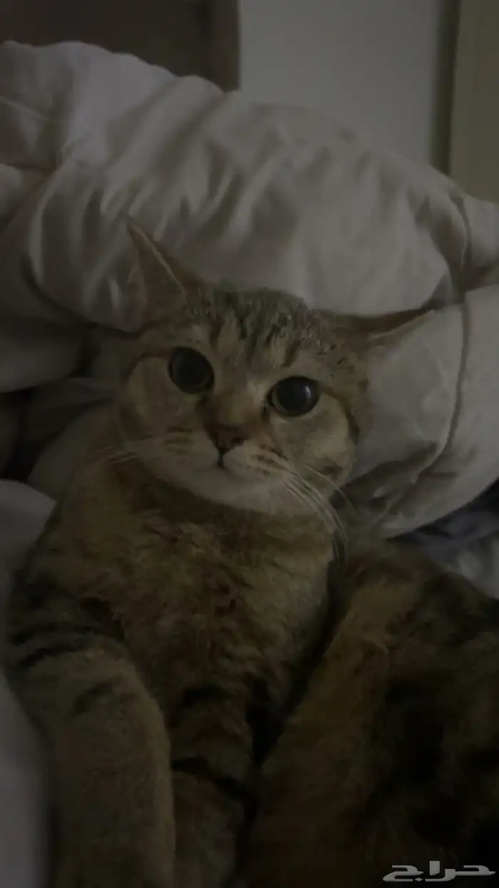 قطه للتبني 16