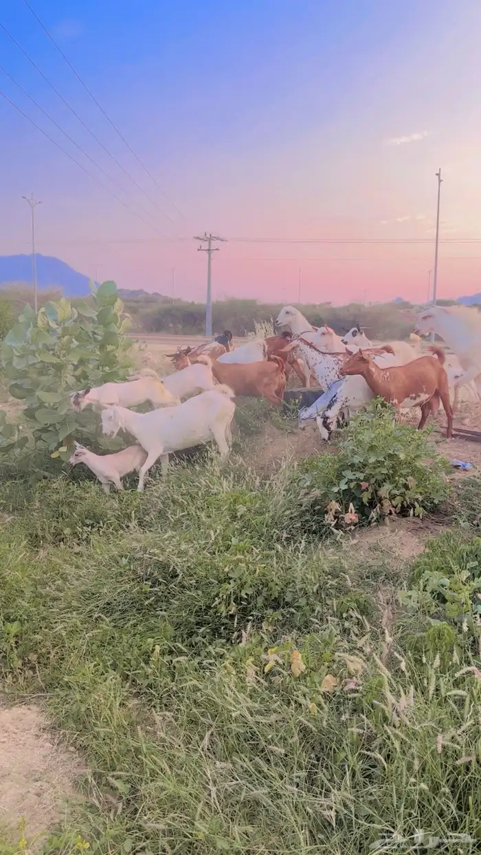 ماعز جنوبي نوع فاخر للبيع 3