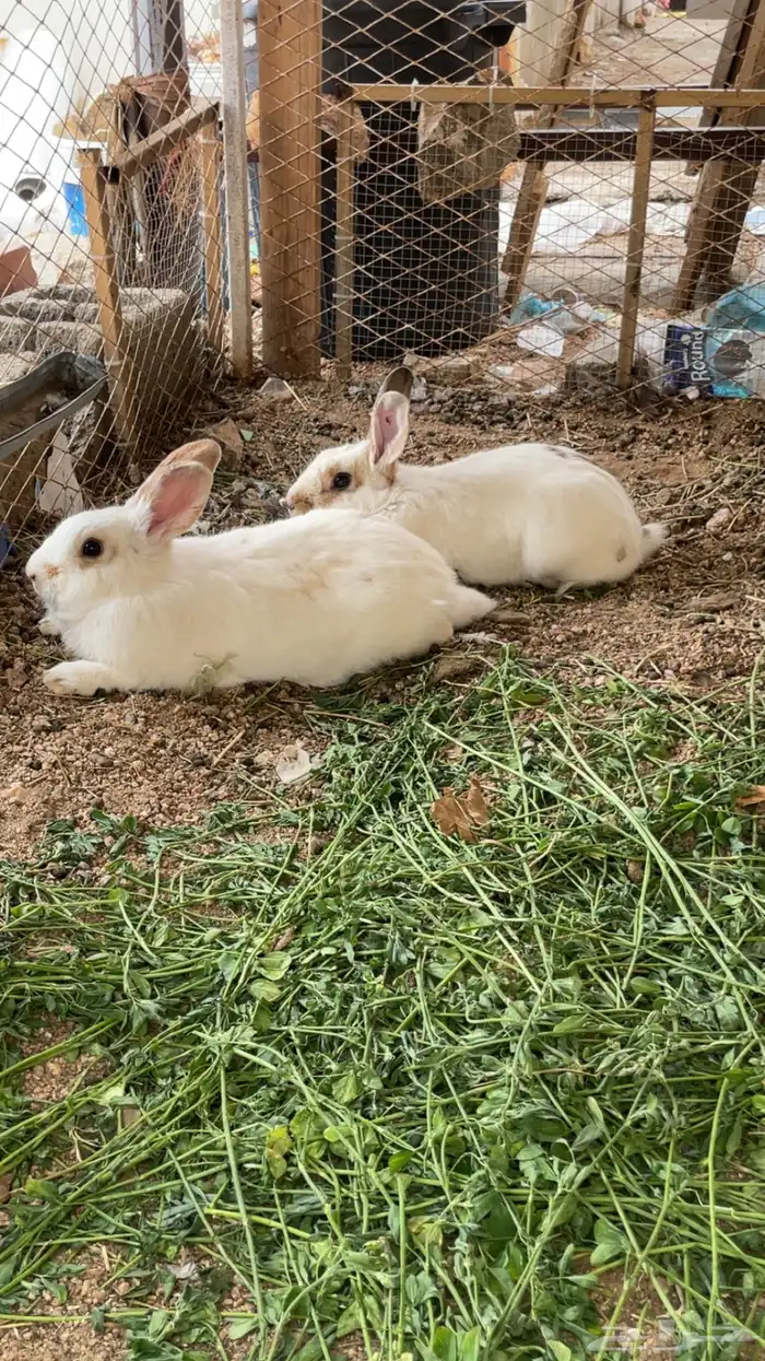 ارانب بلدي 0