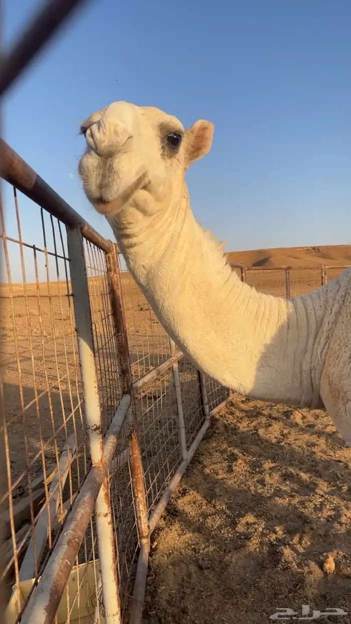 قعود جده الحاكم عمره ثمان شهور مستقبل قوي وامه من خيار البل 1