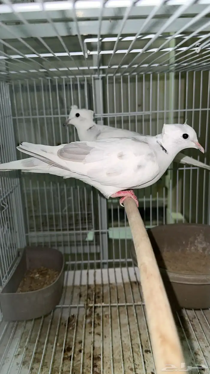 اجواز ياكريم دبل كرست 4