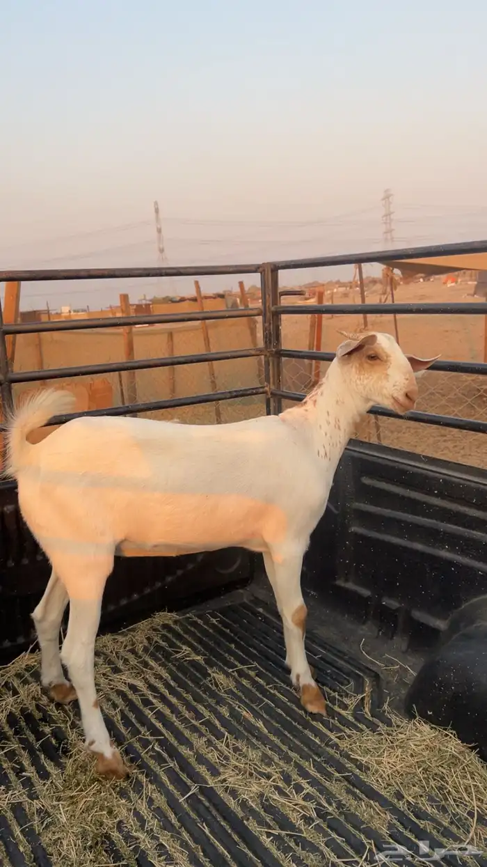 للبيع جفره بيشيه 0