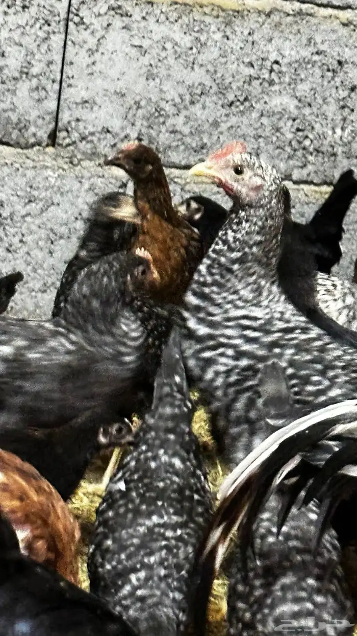 دجاج بلدي للبيع 7