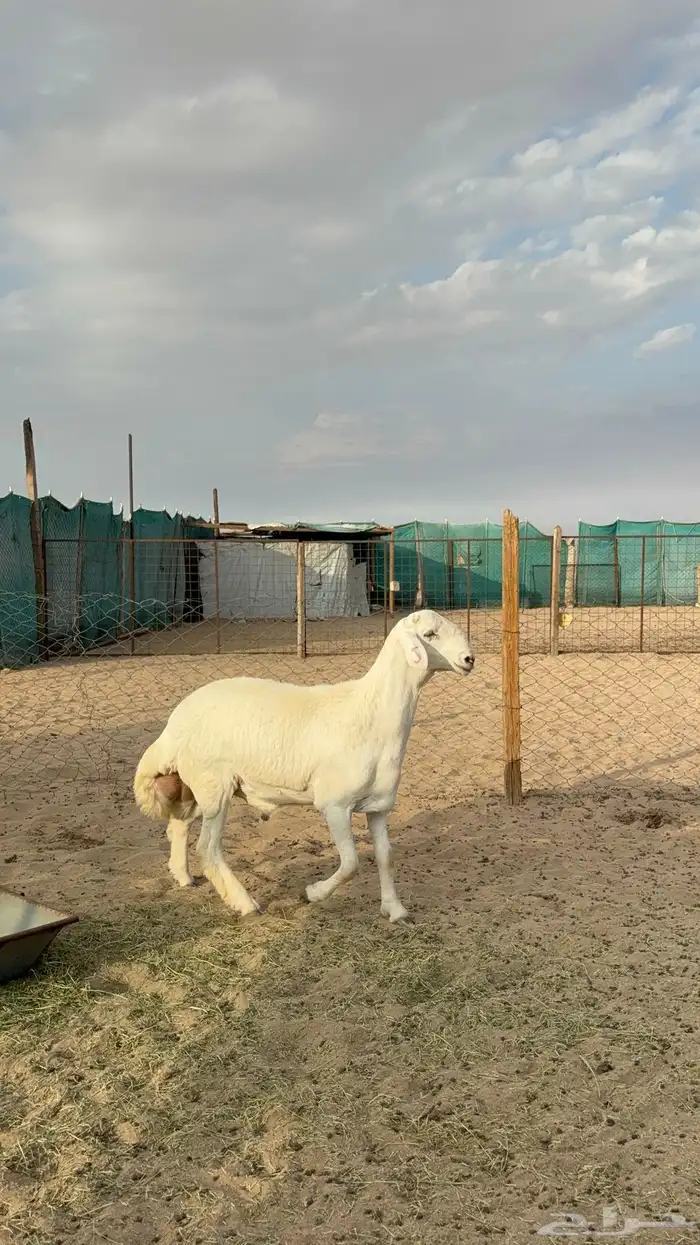 مشروع فحل صنف الصنف 0